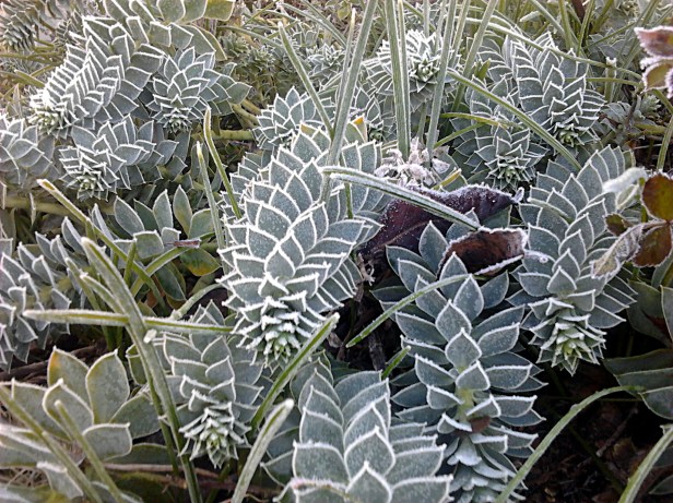 Frost Art on Unidentified Plants