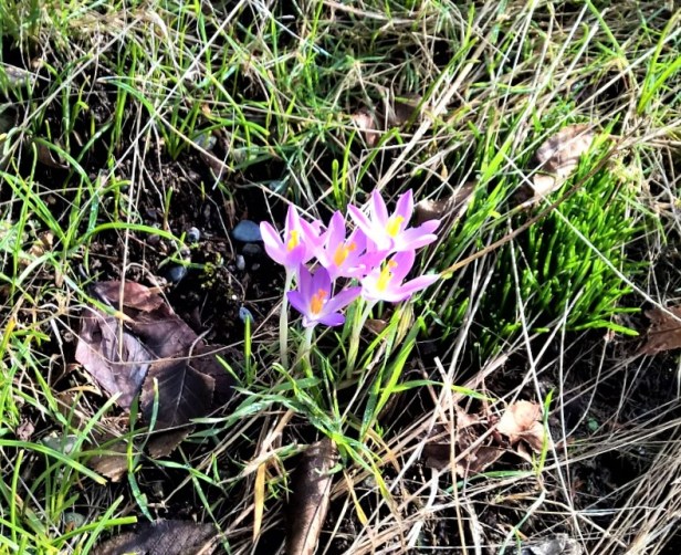 WP_20160202_13_00_03_Pro